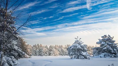 Зимний лес: фото на рабочий стол, вдохновляющие на большие свершения