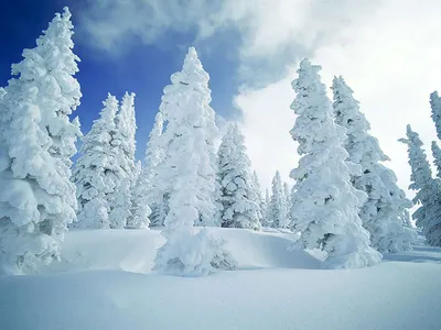 Обои Зимний лес для iPhone: создайте неповторимый стиль