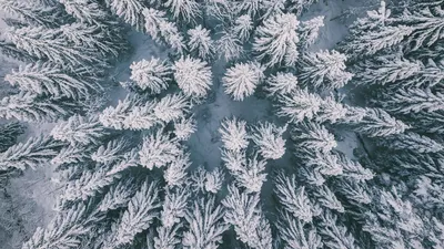 Зимний лес в обоях: идеальное сочетание цветов и текстур