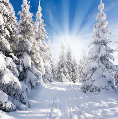 Обои на телефон Зимний лес для Android: пейзажная красота