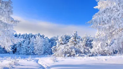 Фото Зимний лес: захватывающий пейзаж в png формате