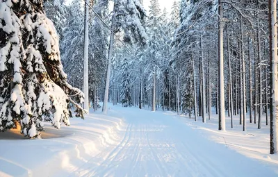 Обои Зимний лес для Android: наслаждайтесь красотой природы