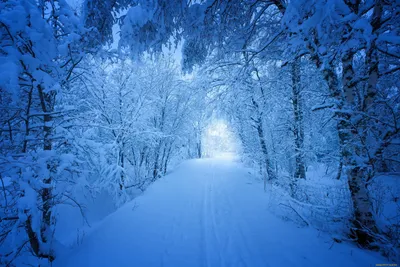 Зимний лес в обоях: невероятная гармония и покой