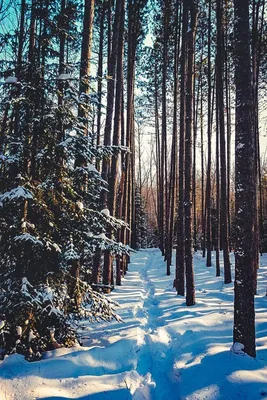 Обои Зимний лес для iPhone: преображение вашего устройства