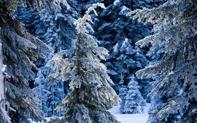 Фото Зимний лес: идеальное рабочее вдохновение