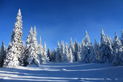 Зимний лес: фото в формате jpg для создания атмосферы красоты и спокойствия