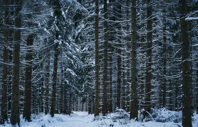 Зимний лес в обоях: идеальный фон для рабочего стола