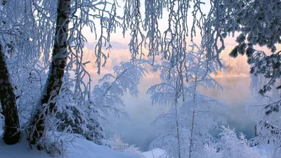 Фото Зимний лес: пейзаж в png формате