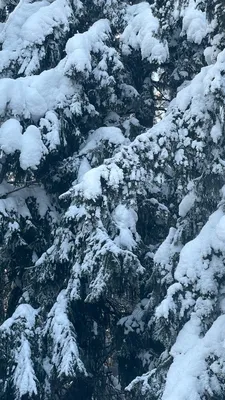 Обои на телефон Зимний лес: создайте атмосферу зимнего уюта