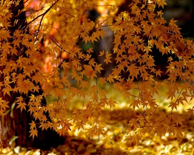 Золотая осень: фото фон для Windows, скачать в высоком разрешении