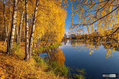 Золотая осень: фото фон в высоком качестве для Windows